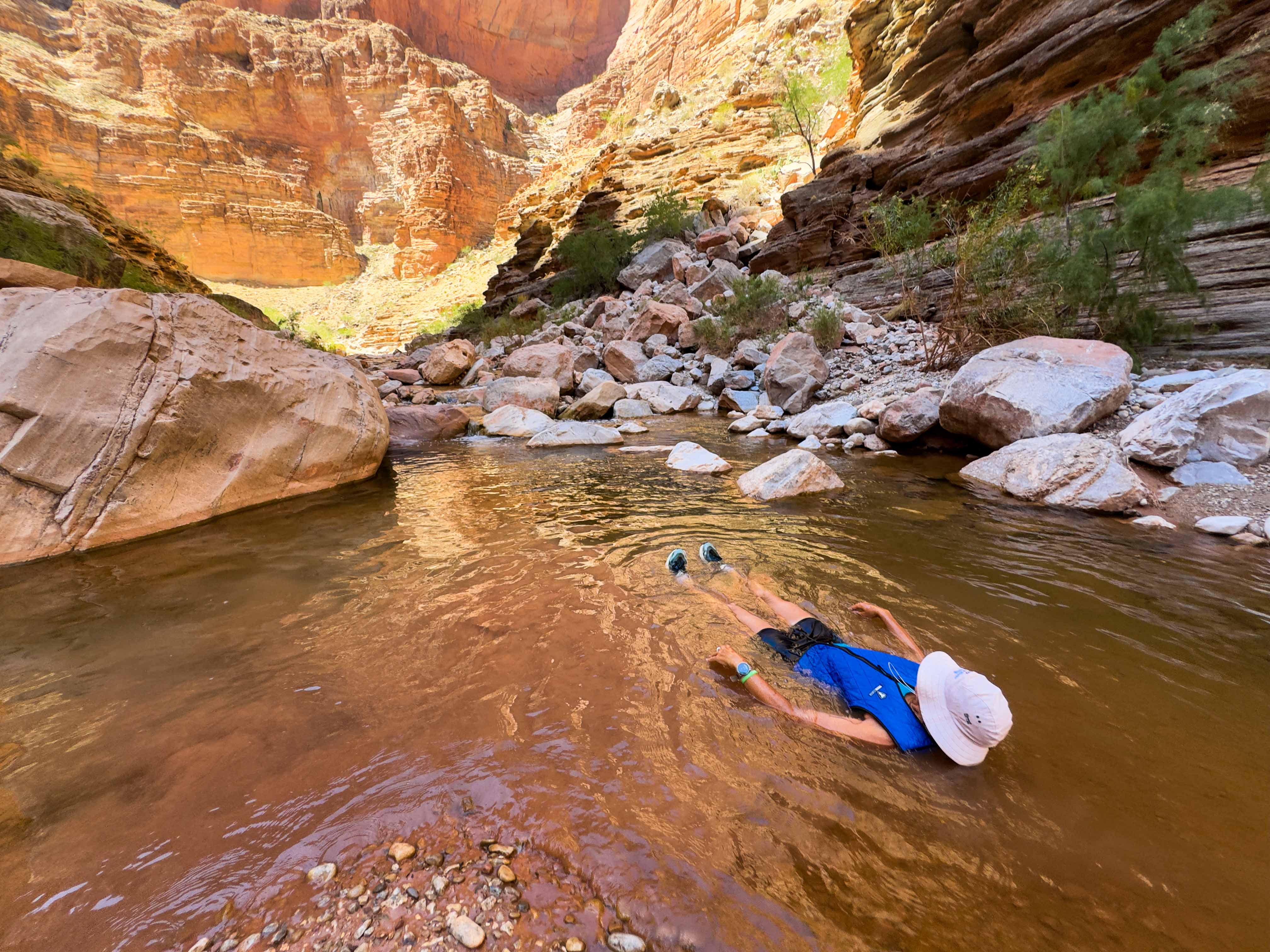 Sunny floating face-down in a Colorado River side creek — deliberate cooling in the middle of the Grand Canyon traverse