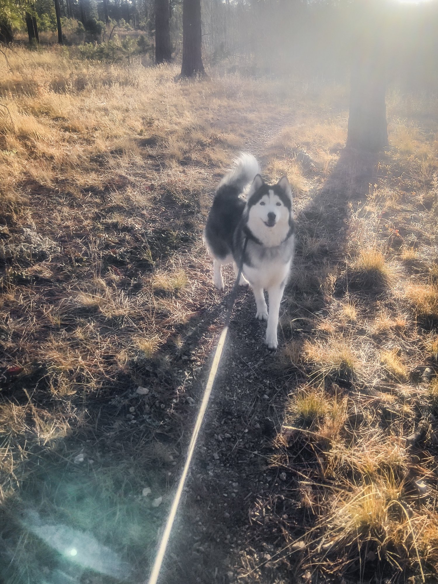  Pacer extraordinaire; Dasher ended up doing 46 miles across five different segments with me 
