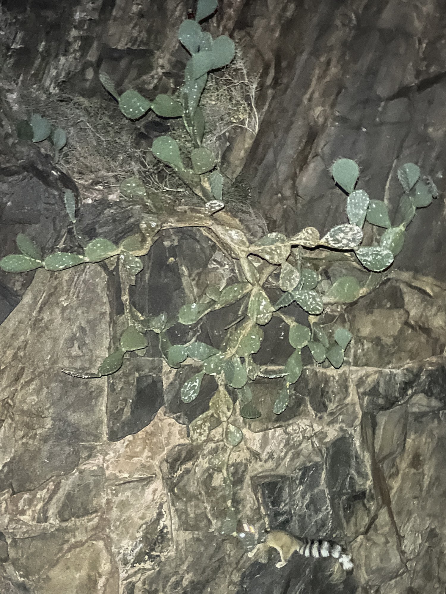  See the ringtail?? This was a mile before Phantom Ranch 