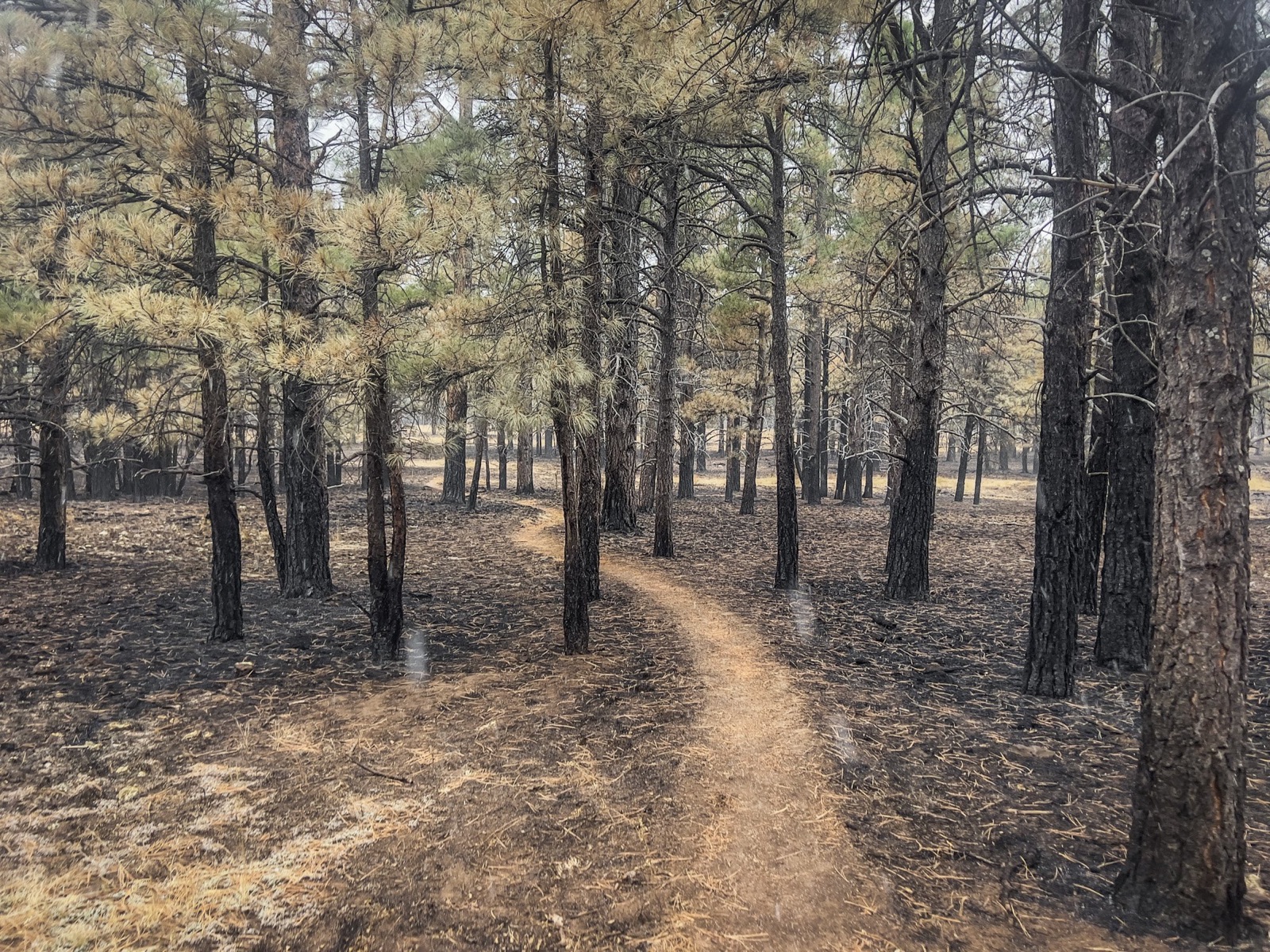  Amazing trails - unfortunately I was hurt too badly to be able to run at this point.  