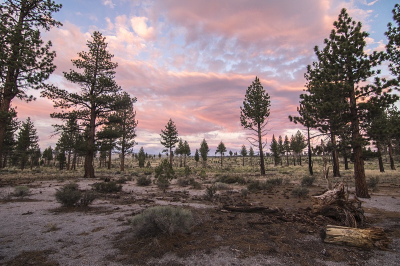 Pink dusk clouds over open ponderosa country