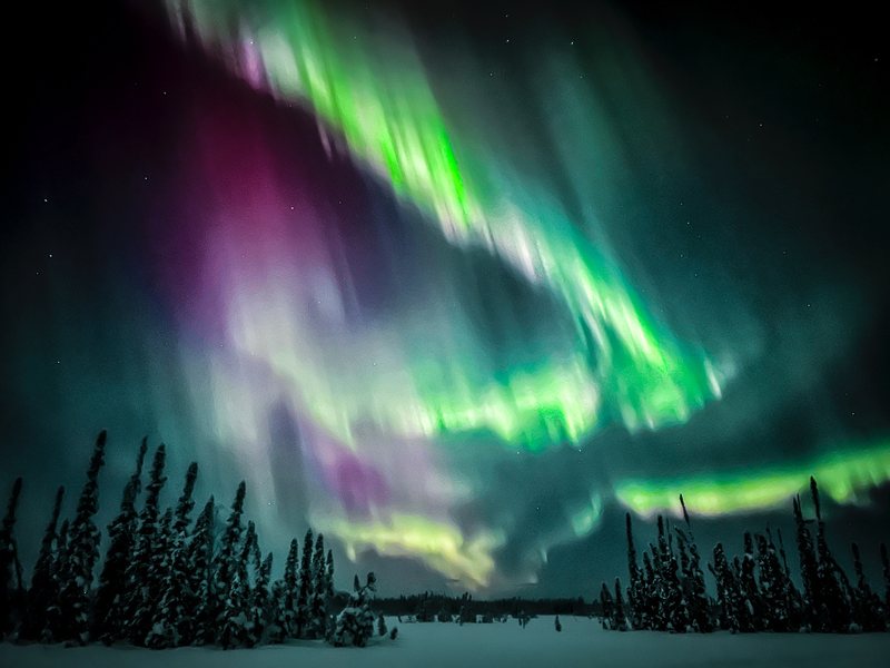 Green and magenta aurora curtains fill the night sky above a snowy spruce forest